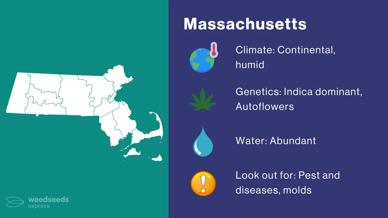 Cannabis Growing Climate in Massachusetts